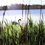 Schwanen Herz Comfortable *